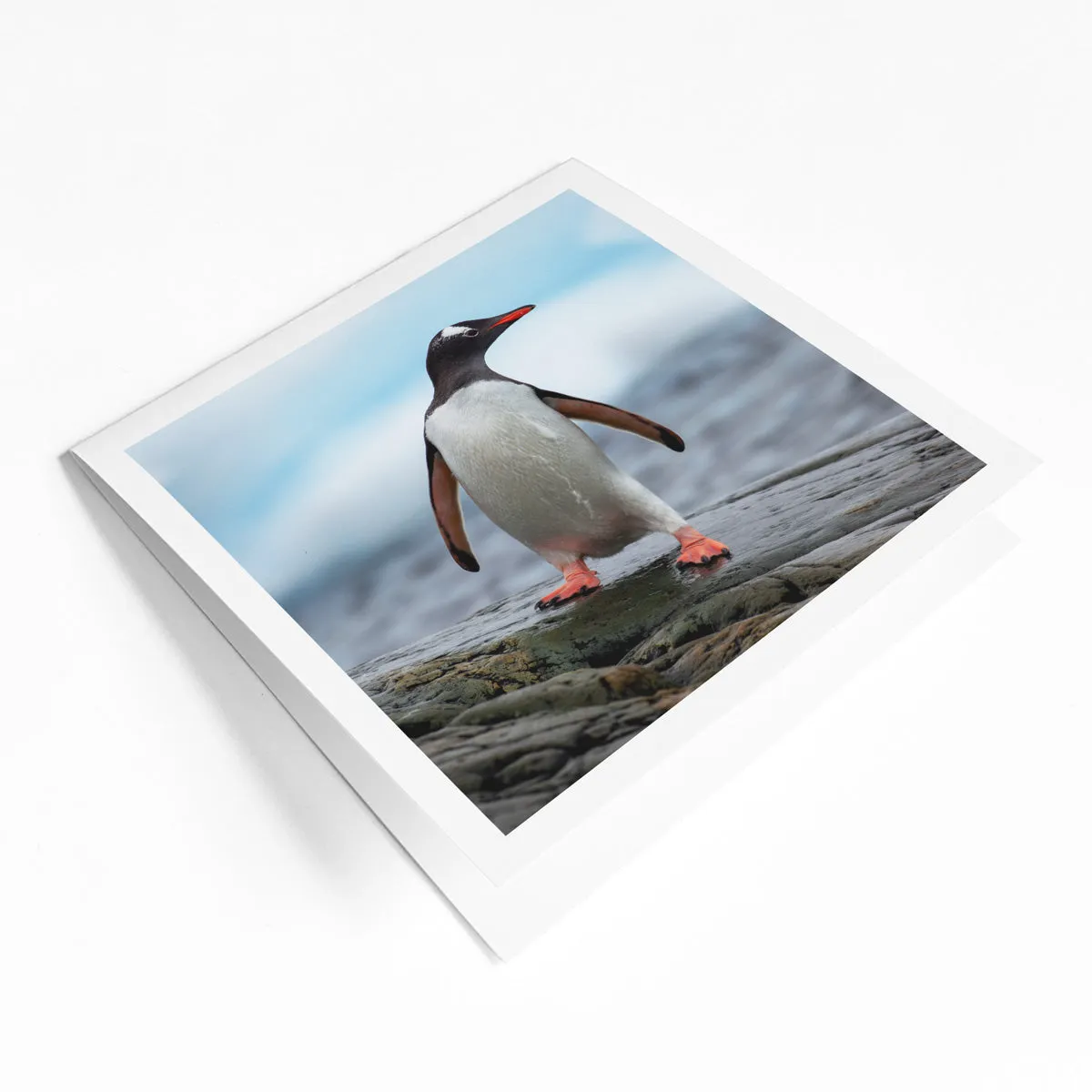 International species greeting card bundle (4 pack)