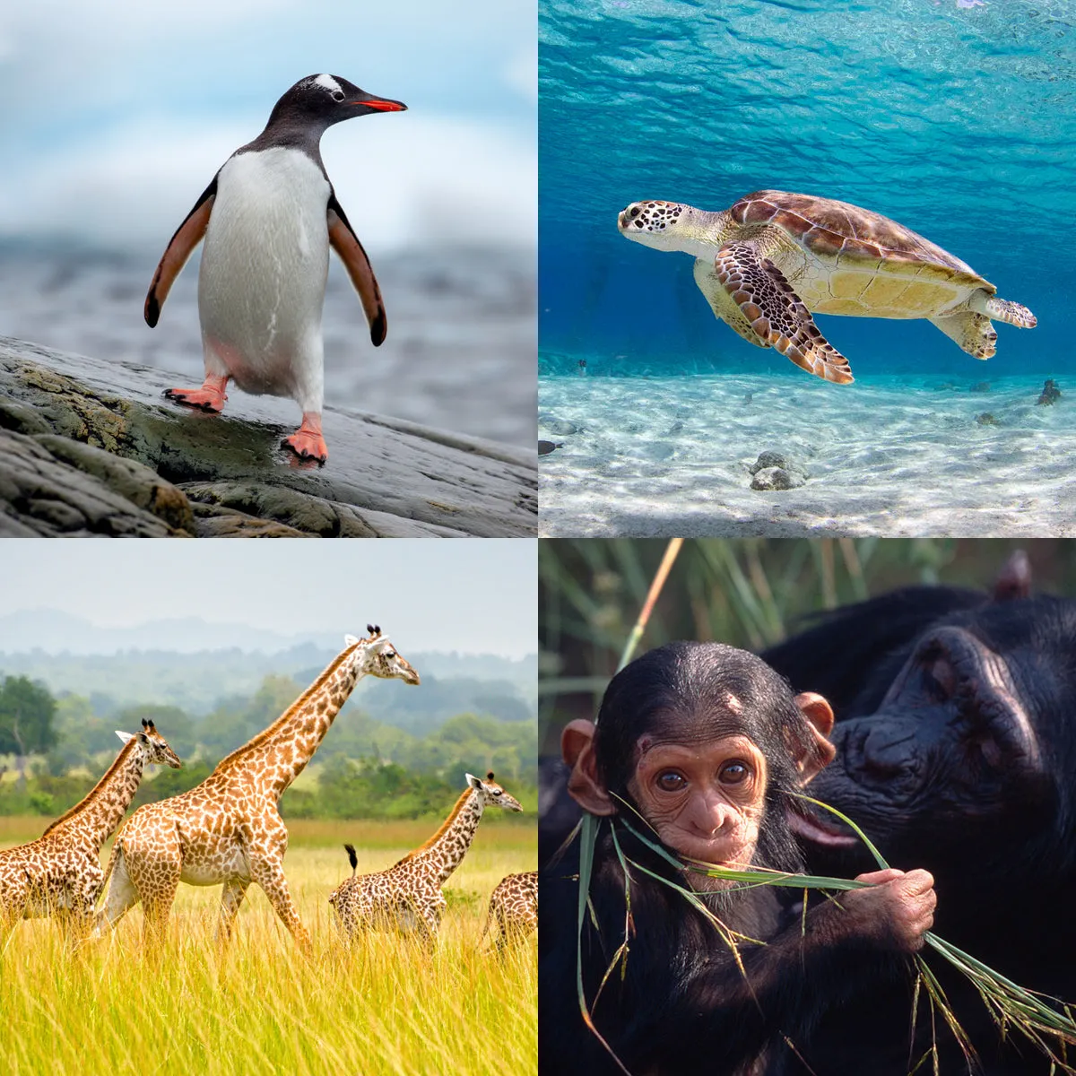 International species greeting card bundle (4 pack)